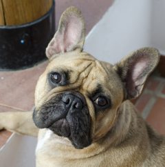 Bulldog francés color crema mirando la camara