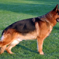 Perro pastor alemán foto de cuerpo completo