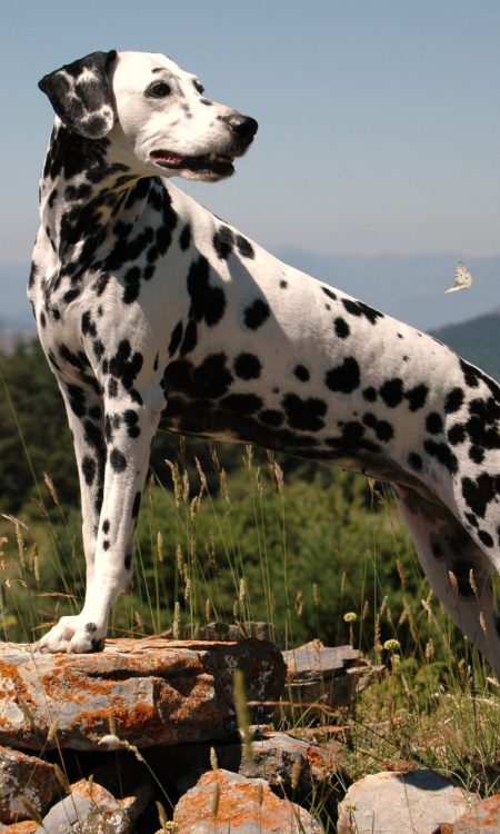 Foto hermosa de un perro dálmata apoyado en una piedra