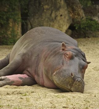 Hipopótamo_(Hippopotamus_amphibius),_parque_nacional_de_Chobe,_Botsuana,_2018-07-28,_DD_82
