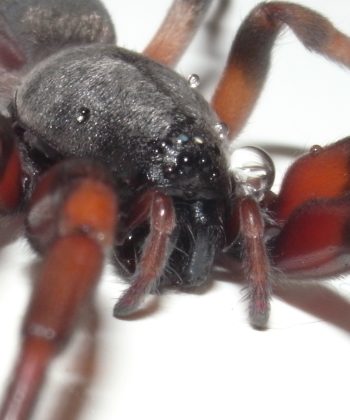Foto de cerca de una araña de cola blanca