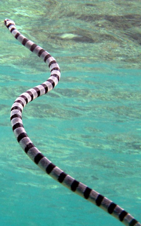 Serpiente Marina nadando en el oceano