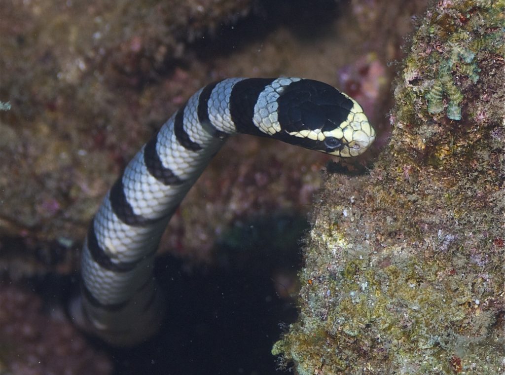 Serpiente marina tipos de serpientes