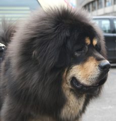 Perro mastín tibetano pelo color negro.