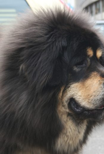 perro mastín tibetano pelo color negro.