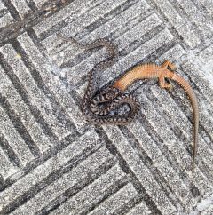 Vipera seoanei comiendo una lagartija