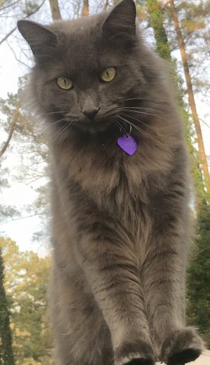 Nebelung_2_yrs_old
