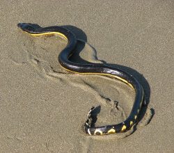 Serpientes venenosas de MEXICO