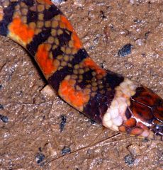 Serpiente falsa coral foto de su cabeza