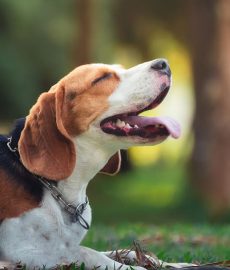 adorable-animal-beagle-beagle-puppy-beautiful-breed