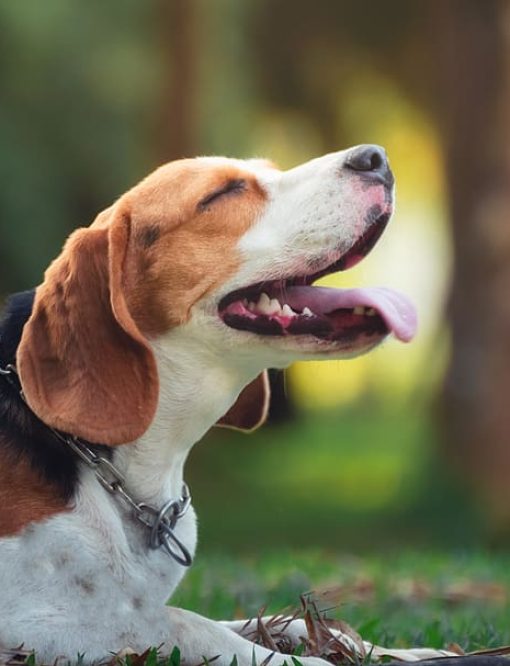 adorable-animal-beagle-beagle-puppy-beautiful-breed