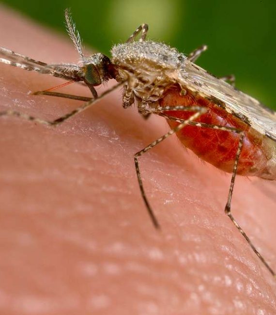 Mosquitos Anopheles lleno de sangre picando a una persona