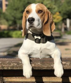Hermosa foto de perro beagle parado