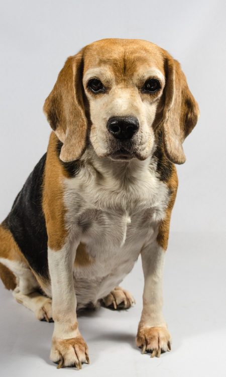 Perro beagle adulto foto de cerca