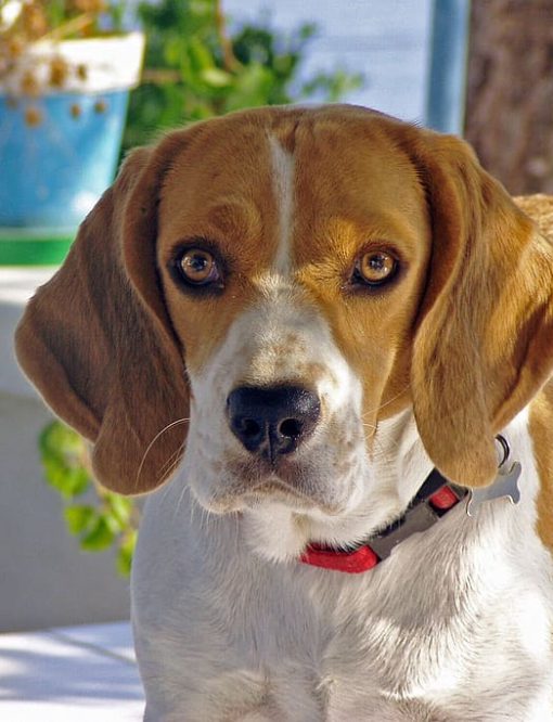Foto Hermoso de un perro Beagle