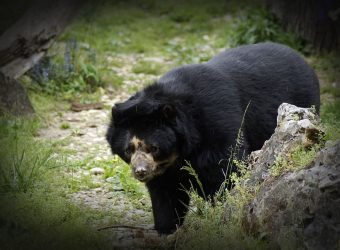 black-bear-animal