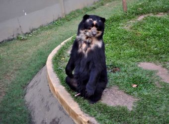 black-bear-standing-on-two-legs-725x482