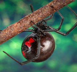 black-widow-spider-arachnid-macro-poisonous