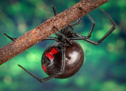 black-widow-spider-arachnid-macro-poisonous
