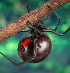 Araña viuda negra en rama