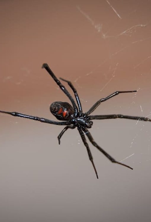 Araña viuda negra en su tela araña