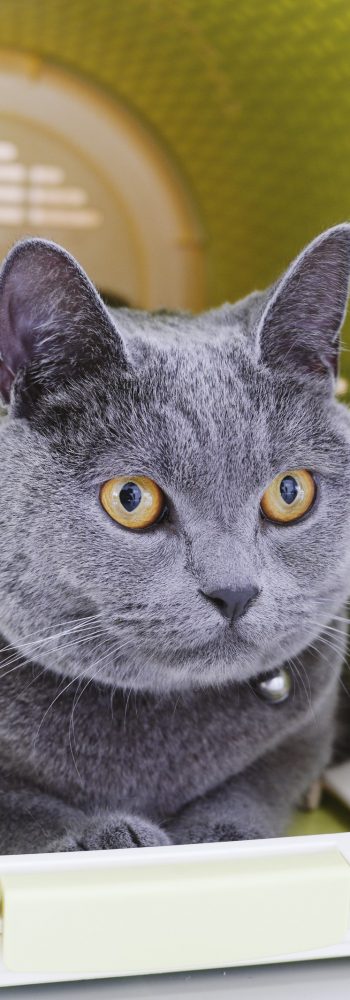 Foto de cerca de un gato Azul ruso