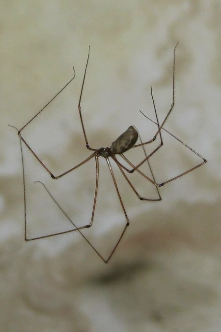 Araña de patas largas foto de cerca