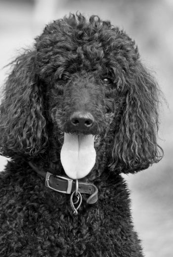 Perro Caniche Color negro , foto blanco y negro