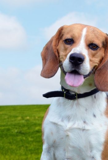 dog-beagle-portrait