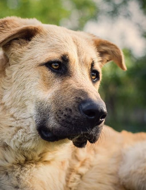 foto en calidad media de un perro pastor de anatolia