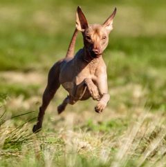 perro Xoloitzcuintle cachorro saltando por el pasto
