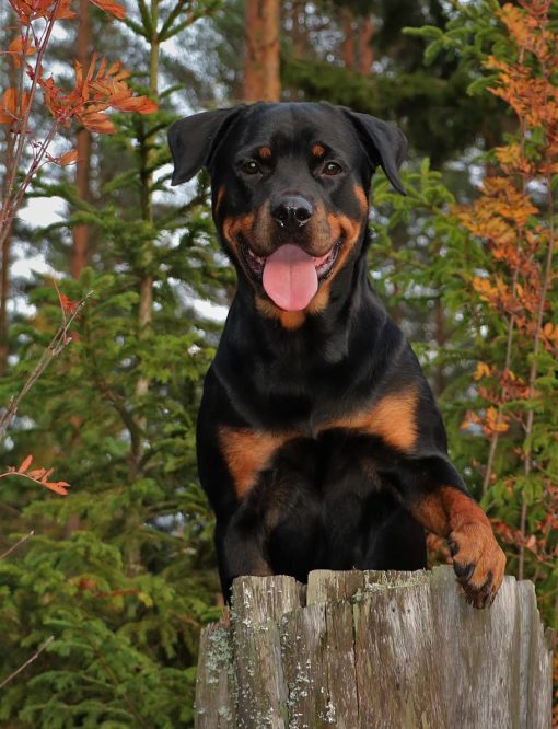 dog-rottweiler-forest-animals-autumn-fall-colors