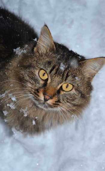 Gato Siberiano Jugando en la Nieve