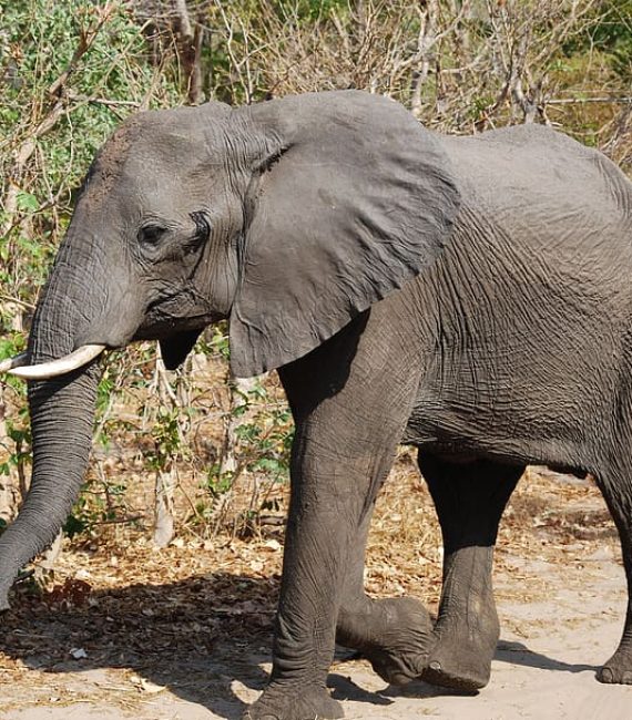Elefante africano caminando tranquilo en libertad