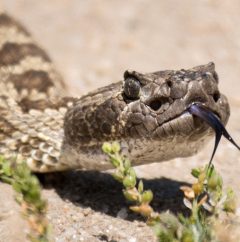 Foto de cabeza de serpiente cascabel