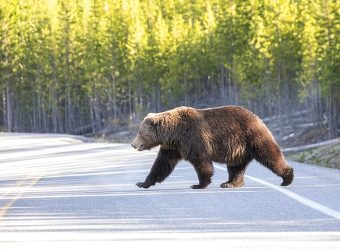Grizzly bear crossing road. Original public domain image from Flickr