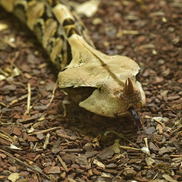 Serpiente de Gabón foto de nariz
