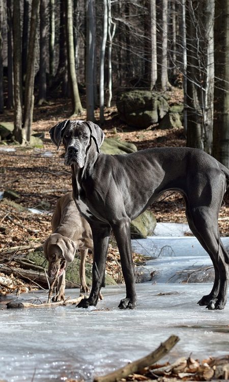 Hermosa Foto de un perro Gran Danés en el bosque