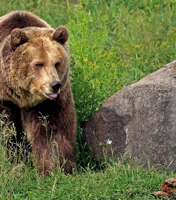 grizzly-bear-bear-grizzly-montana