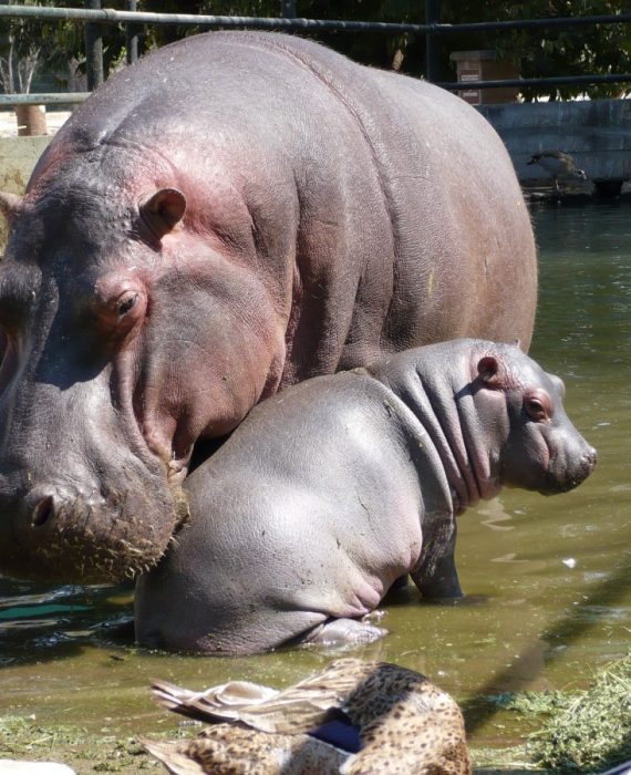 hippos_fauna_family_mother_and_son-993518