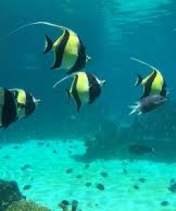 Tipos de peces payasos nadando juntos