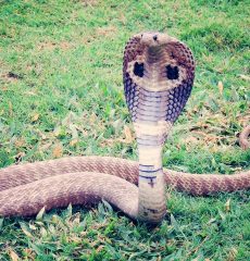 Real Cobra