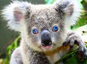 koala-bear-cute-gray