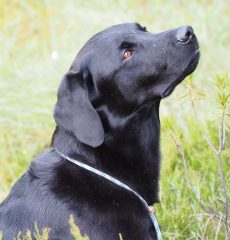 Labrador retriever color negro