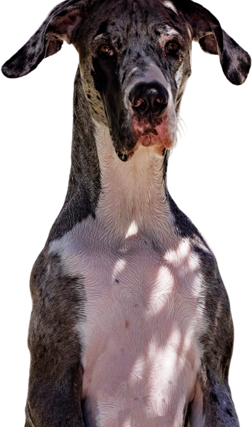 imagen de perro gran danés en png con fondo blanco