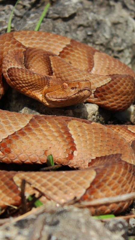 Serpiente cabeza de cobre en cautiverio