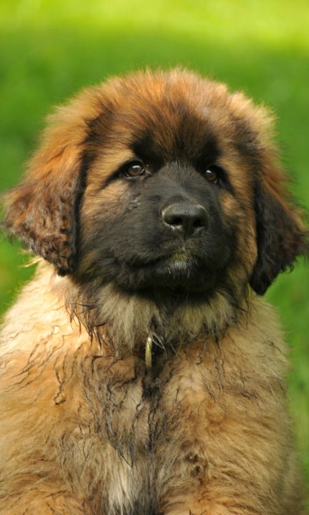 Perro Leonberger cachorro