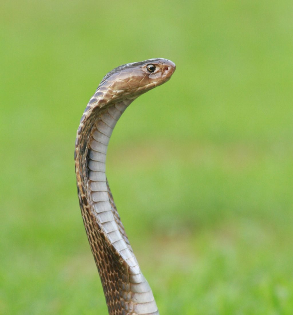 Cobra real defendiendose