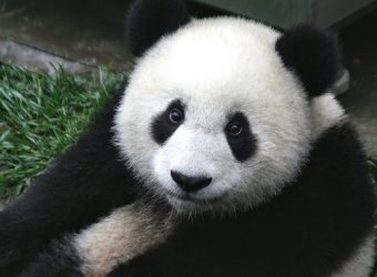 panda-cub-wildlife-zoo-preview
