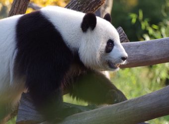 panda-large-panda-bear-china-bamboo